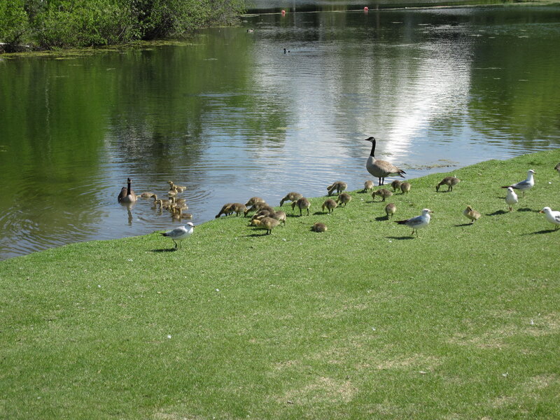 Geese and Goslings — Green, Serene, Afternoon