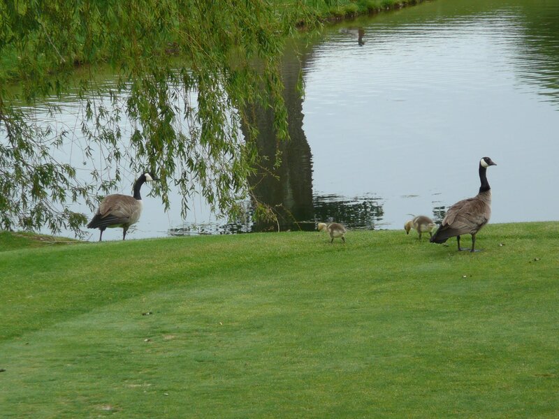 Geese and Goslings — Green, Serene, Spring