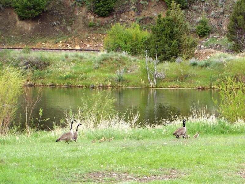 Geese and Goslings — Green, Serene