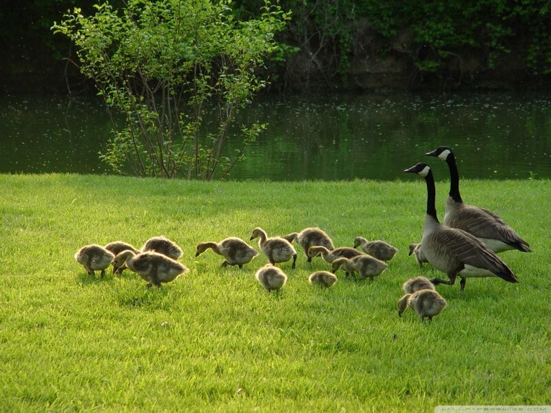 Geese and Goslings — Green