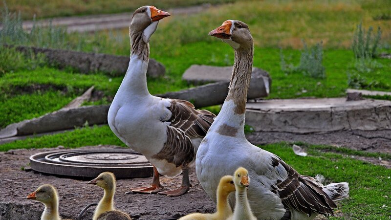 Geese and goslings in a garden