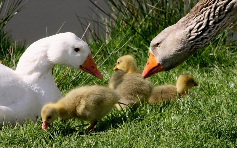 Geese and goslings in grass