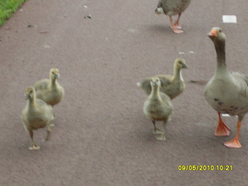 Geese and goslings on a path