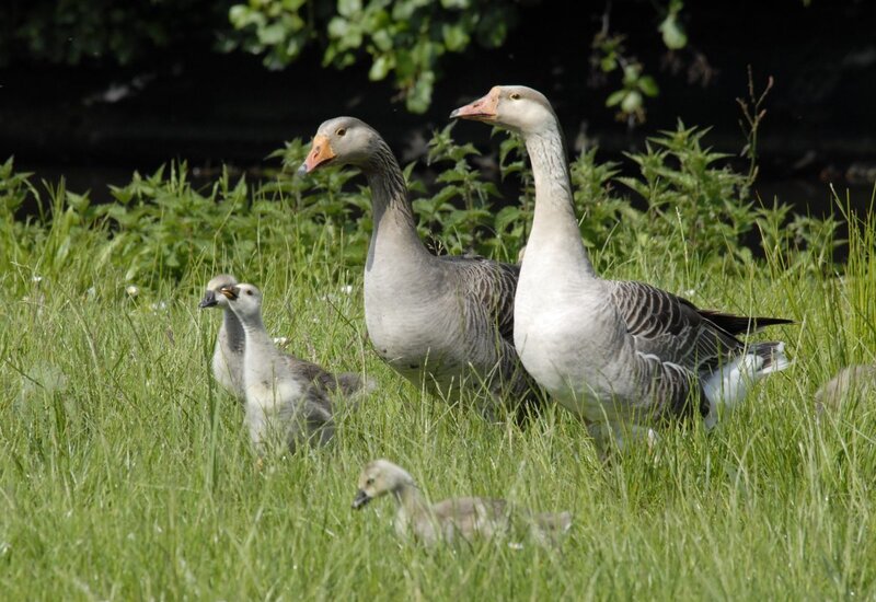 Geese and Goslings
