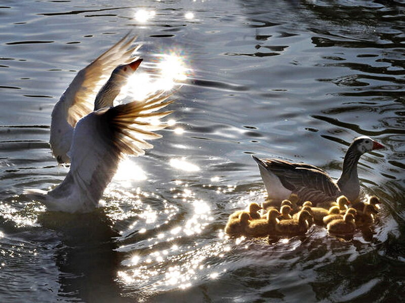 Geese and Goslings — White