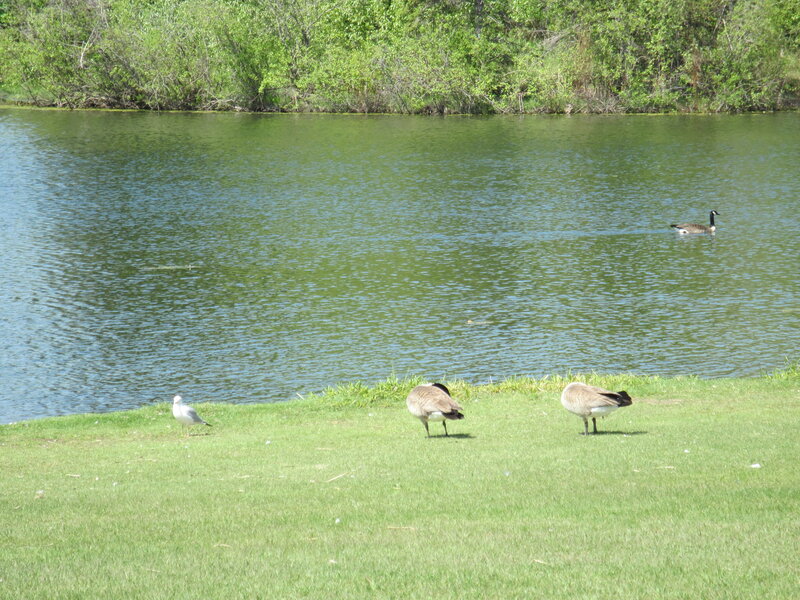 Geese and Seagull by Lake