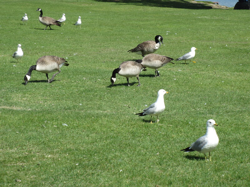 Geese and Seagulls on Grass