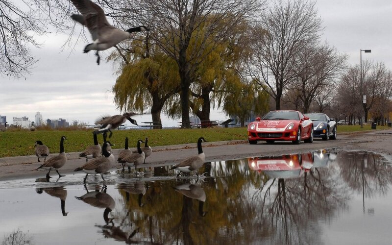 Geese and sports cars on a wet path