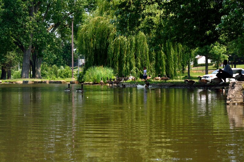 Geese and Swans in Pond