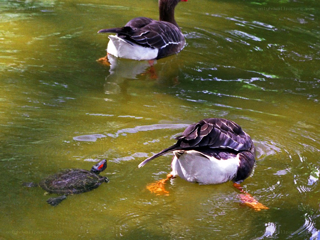 Geese and turtle in pond