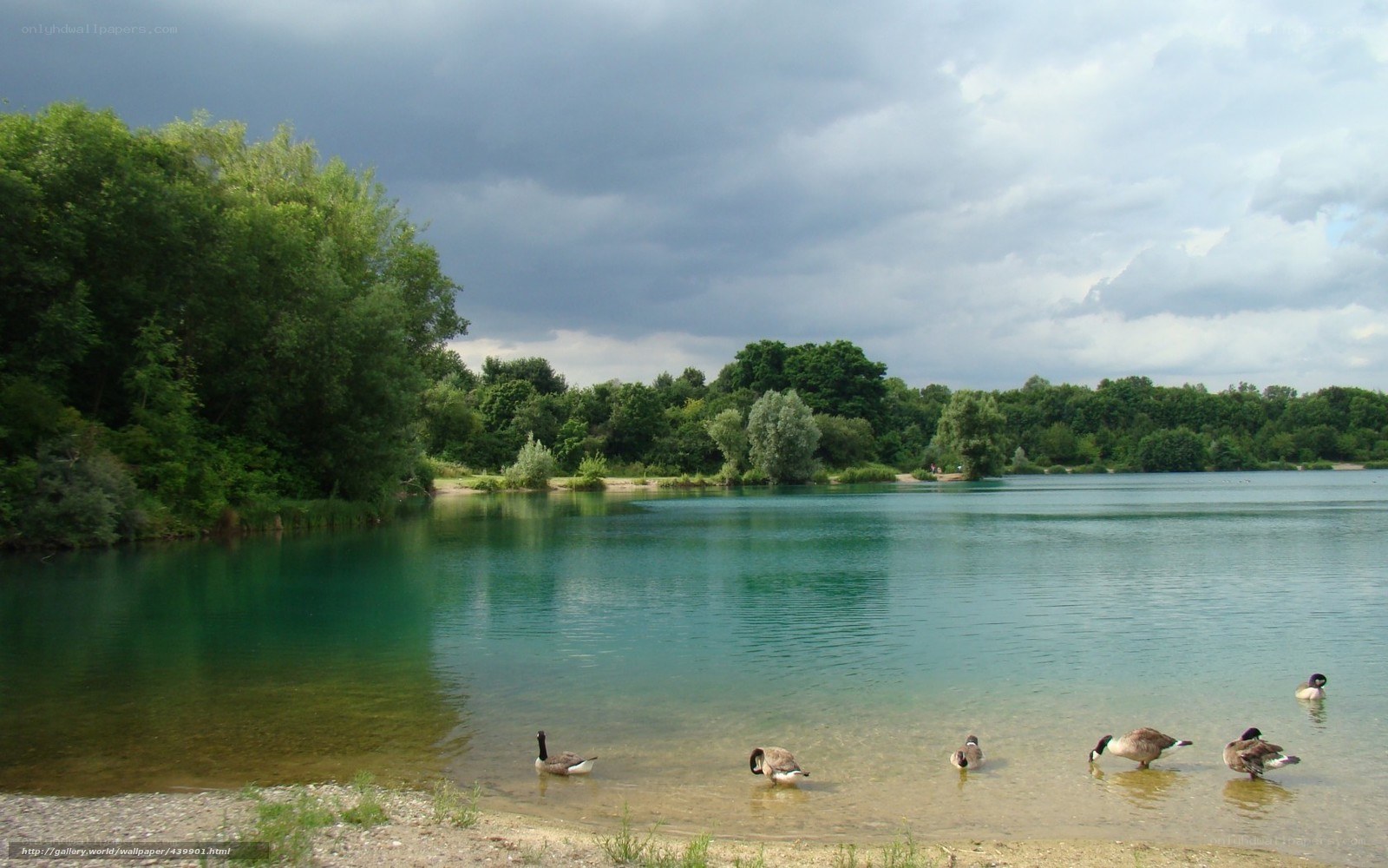 Geese at a lakeside