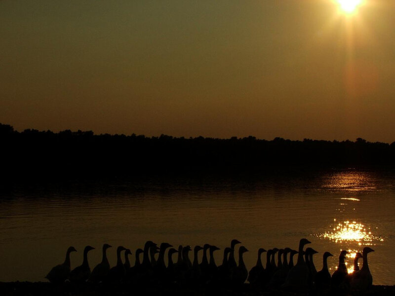 geese at sunset by the water