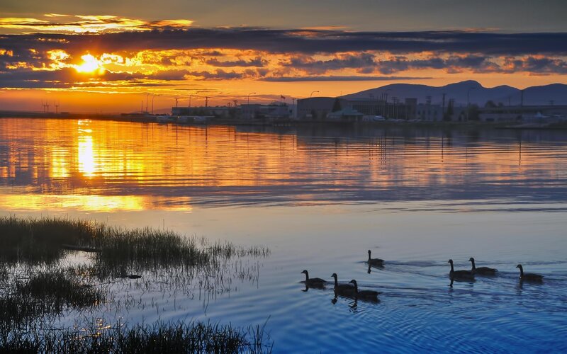 Geese at sunset on a calm lake