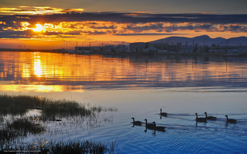 Geese at sunset on a calm lake