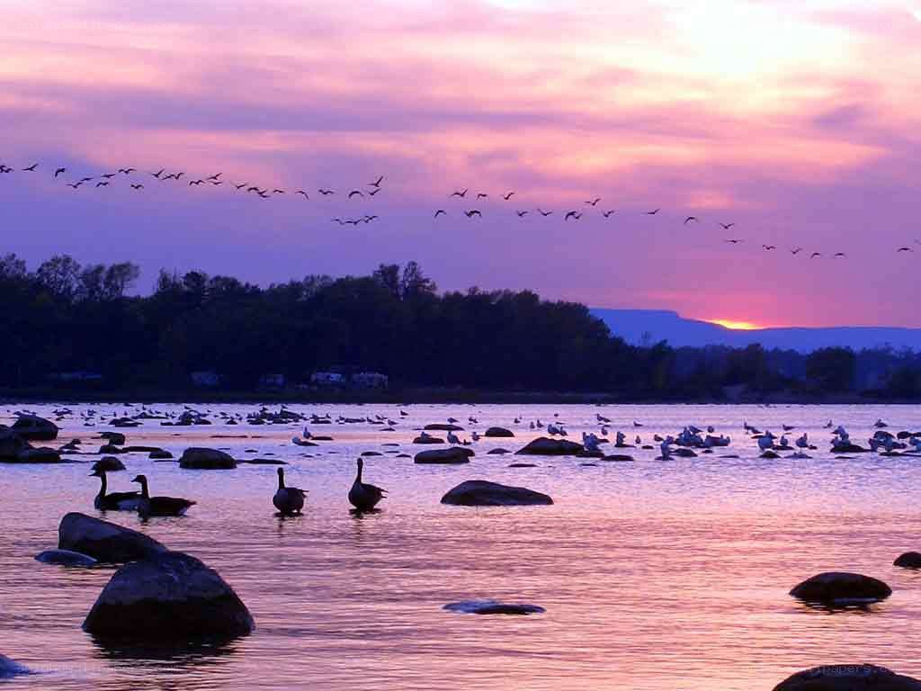 Geese at sunset over a lake