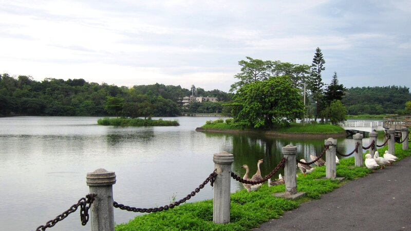 Geese by a Lake — Green