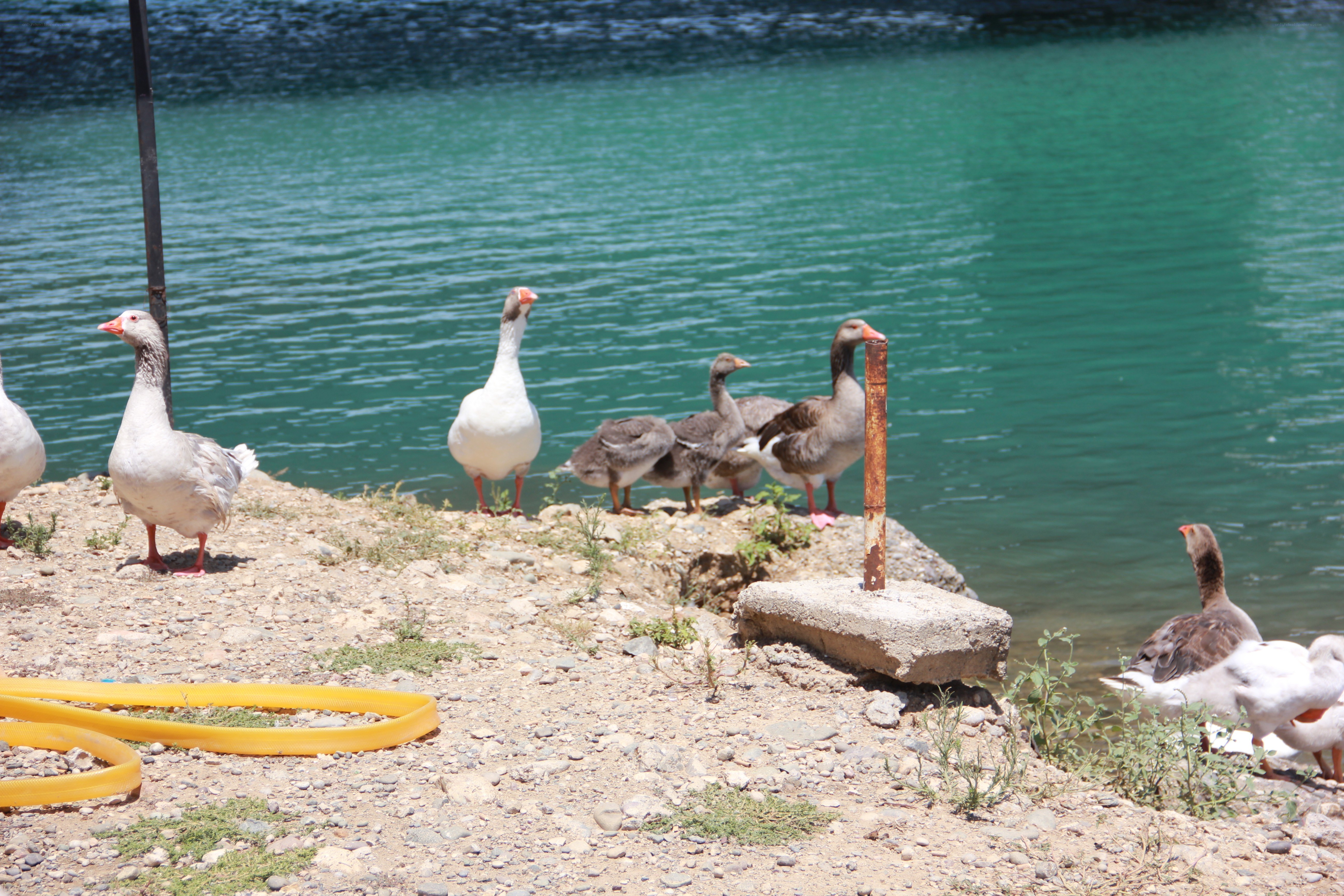 Geese by the lake