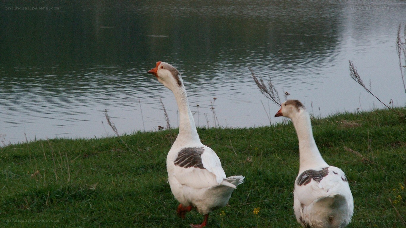 Geese by the lake