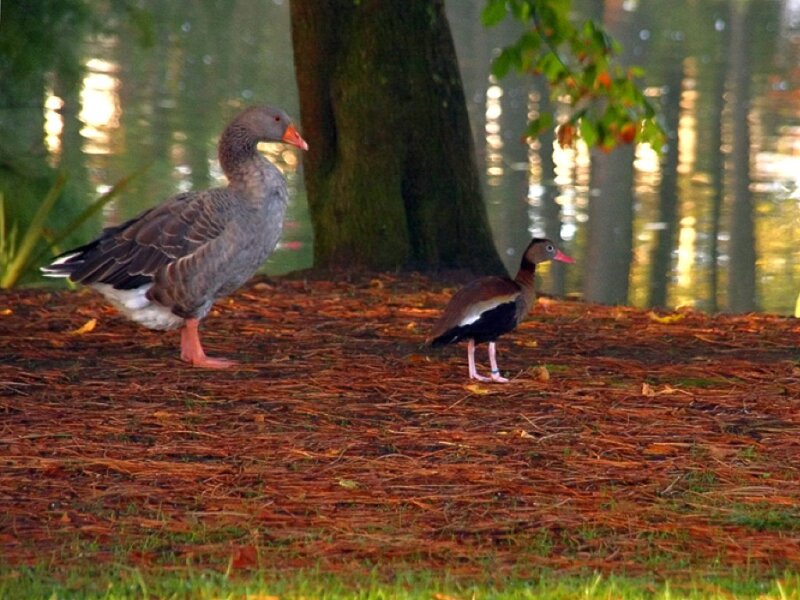 Geese by the pond