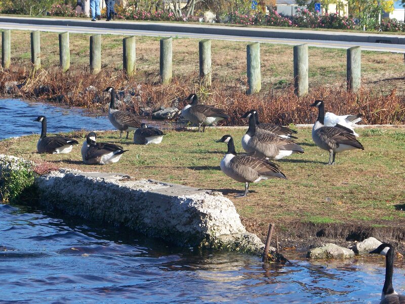 Geese by the water's edge