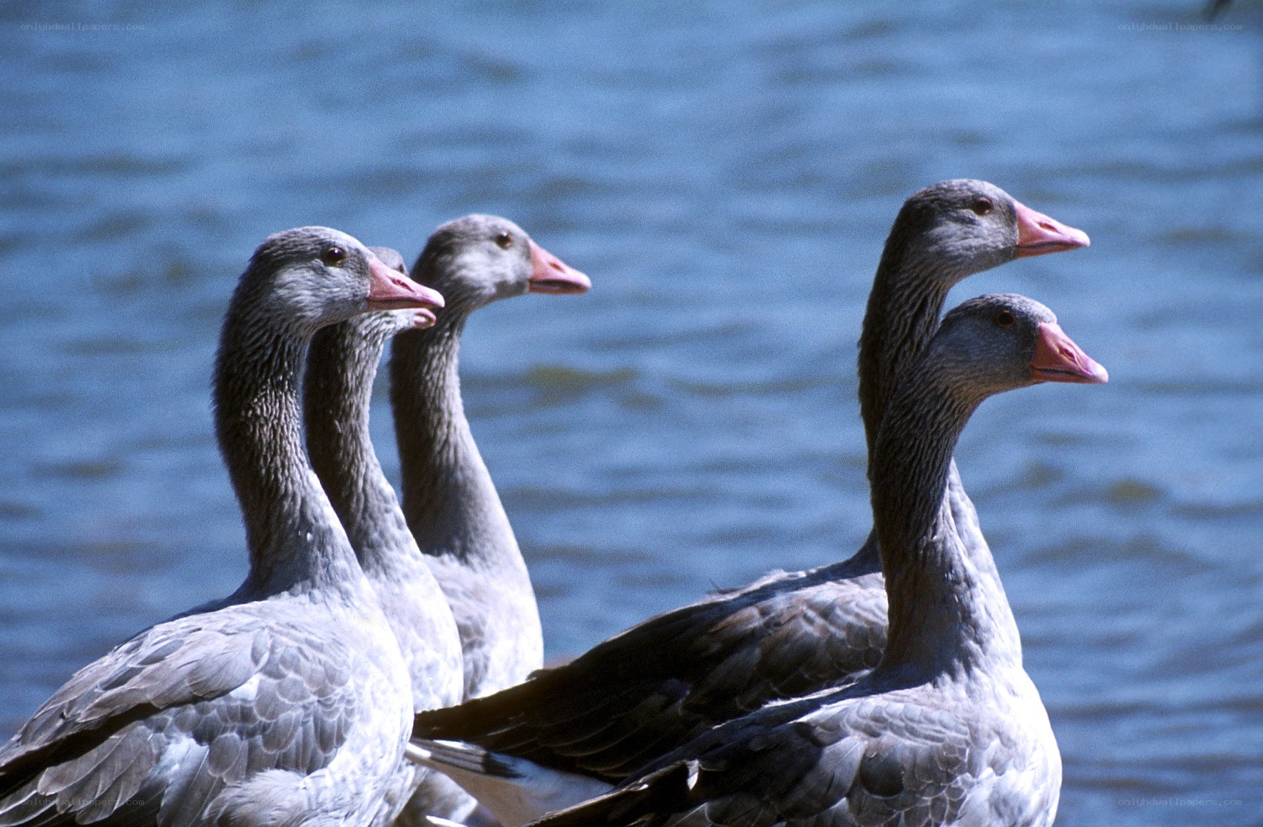 Geese by the water