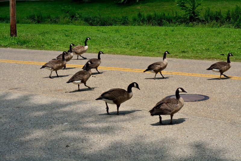 Geese Crossing Road — Green