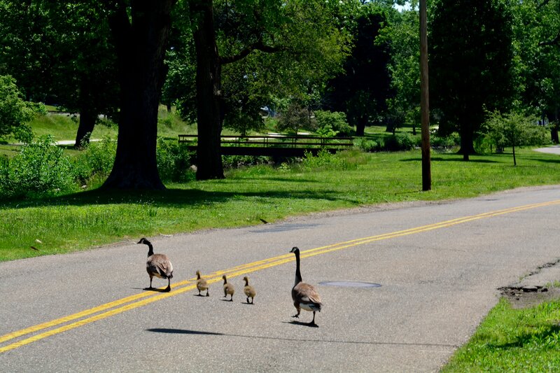 Geese Crossing Road