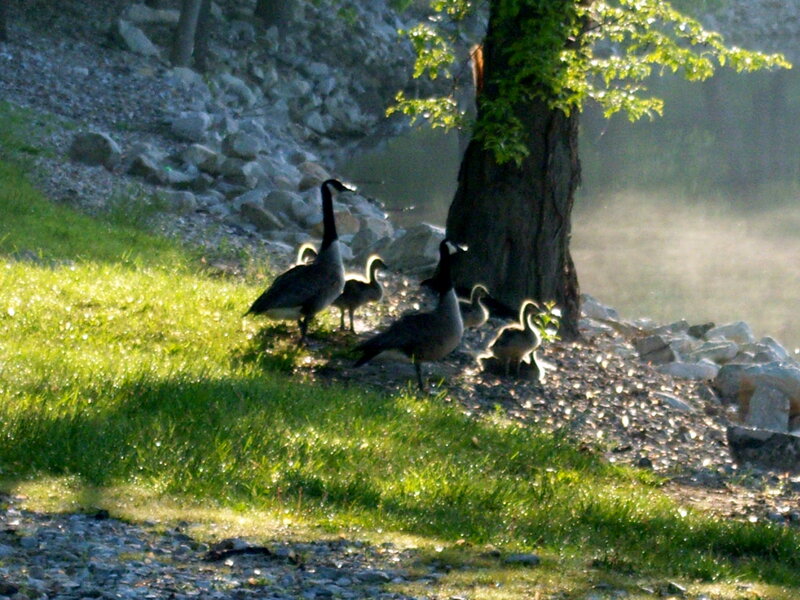 Geese family by the river