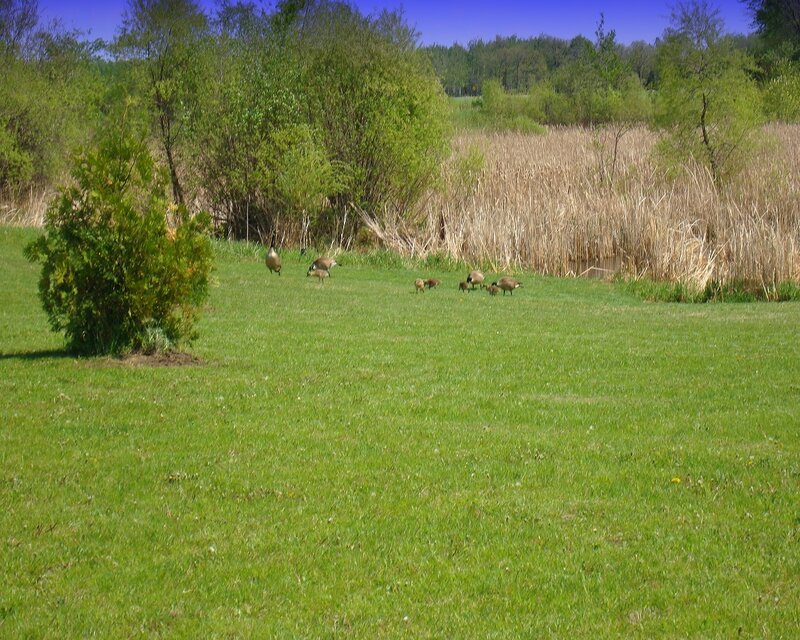 Geese family in a grassy field