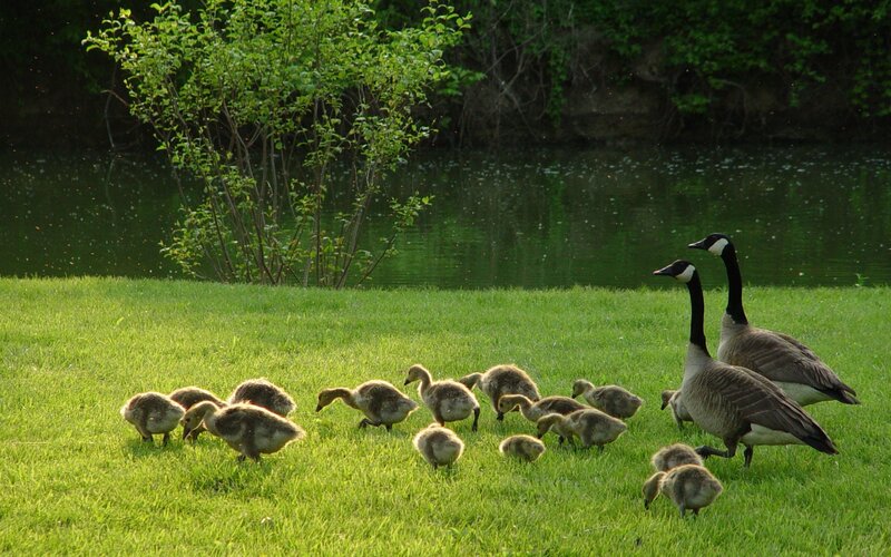 Geese family on grass by pond