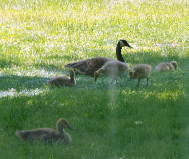 Geese Family on Grass — Green
