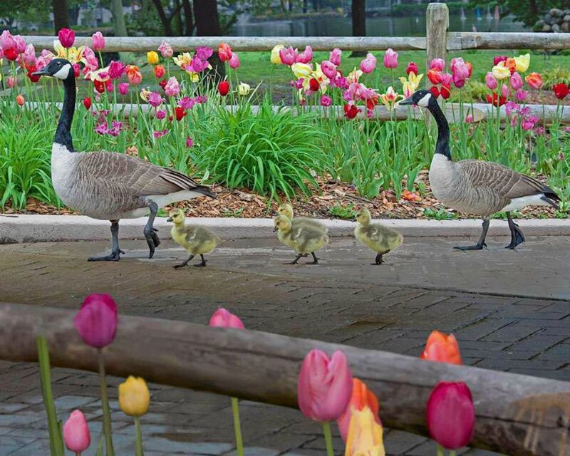 Geese Family Walking