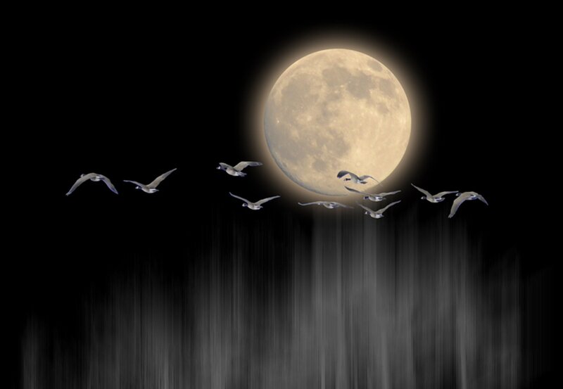 Geese Flying at Night — Black