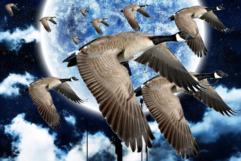 Geese Flying at Night — Blue