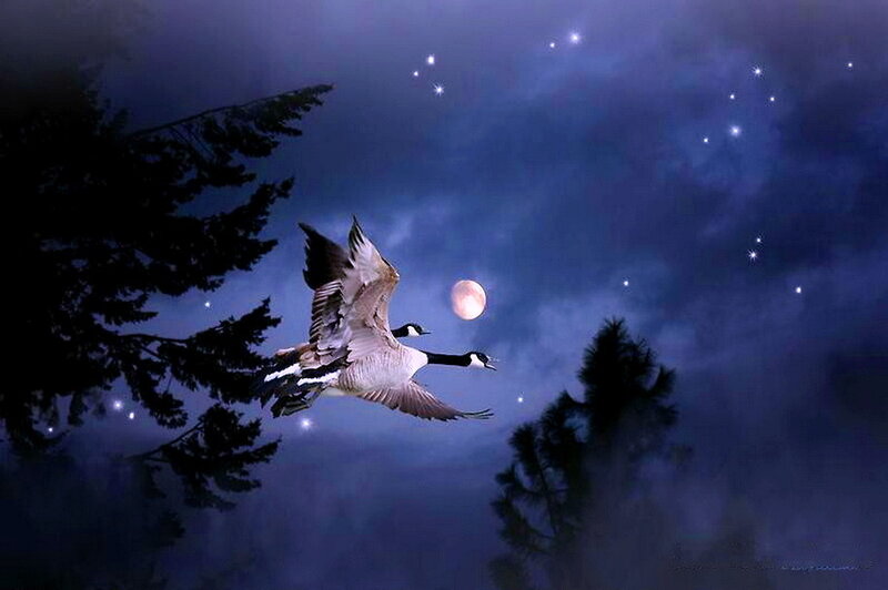 Geese Flying at Night