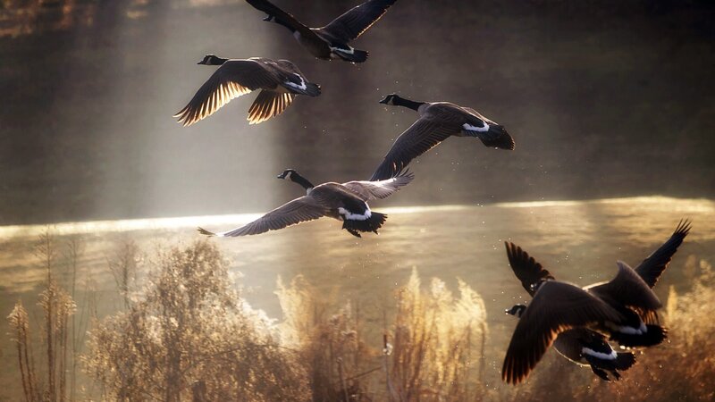 geese flying at sunrise