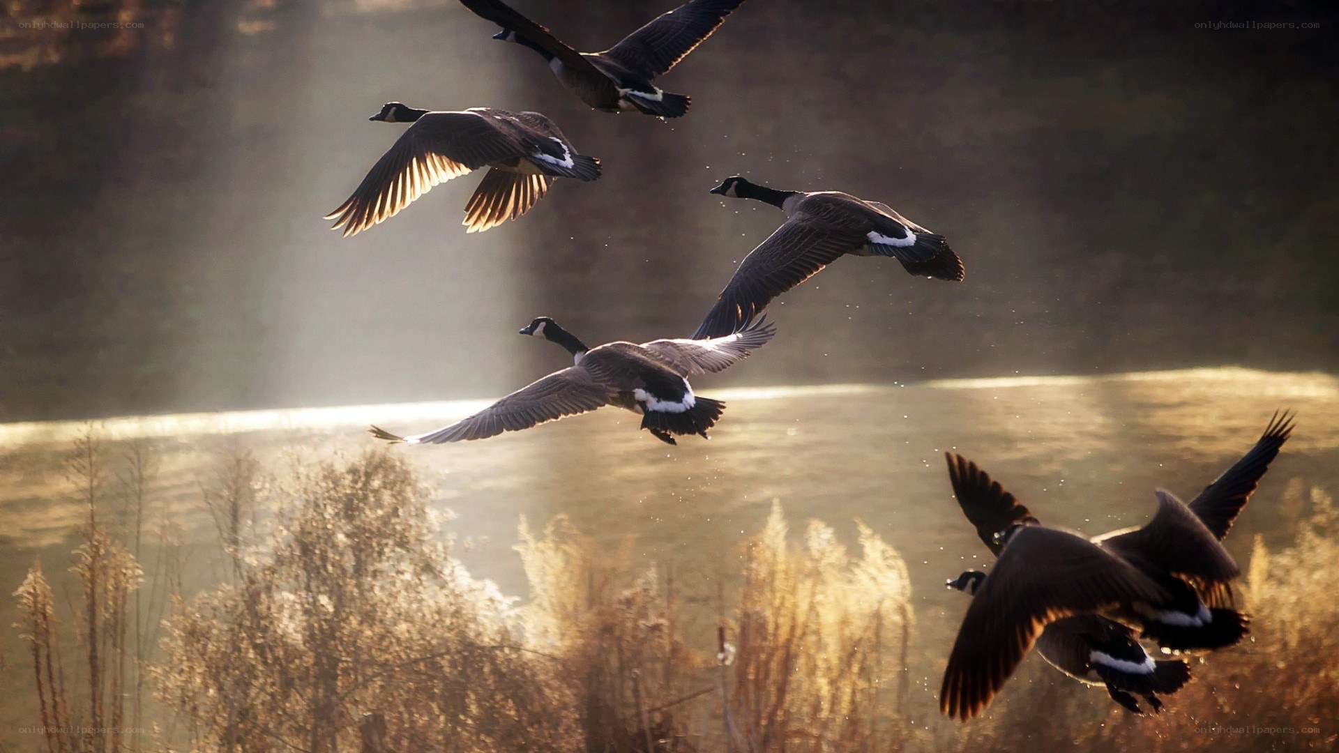 geese flying at sunrise