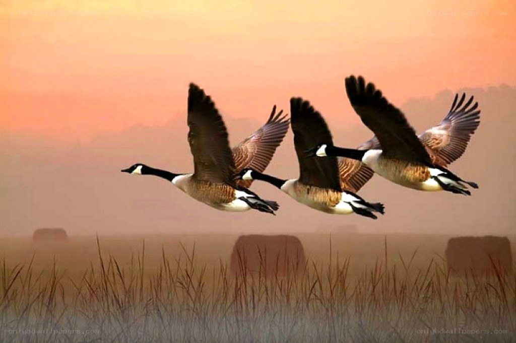 geese flying at sunset