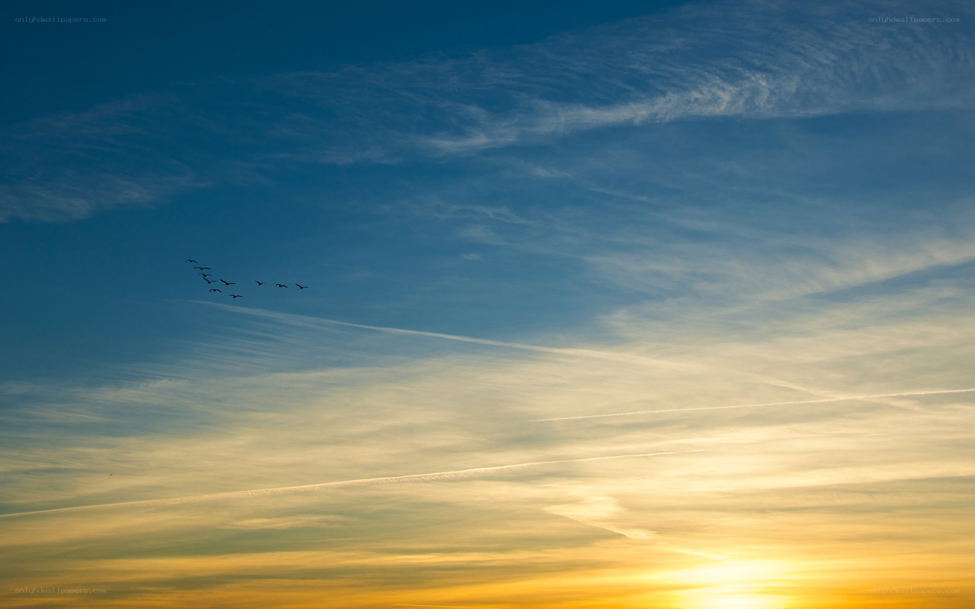 Geese flying at sunset