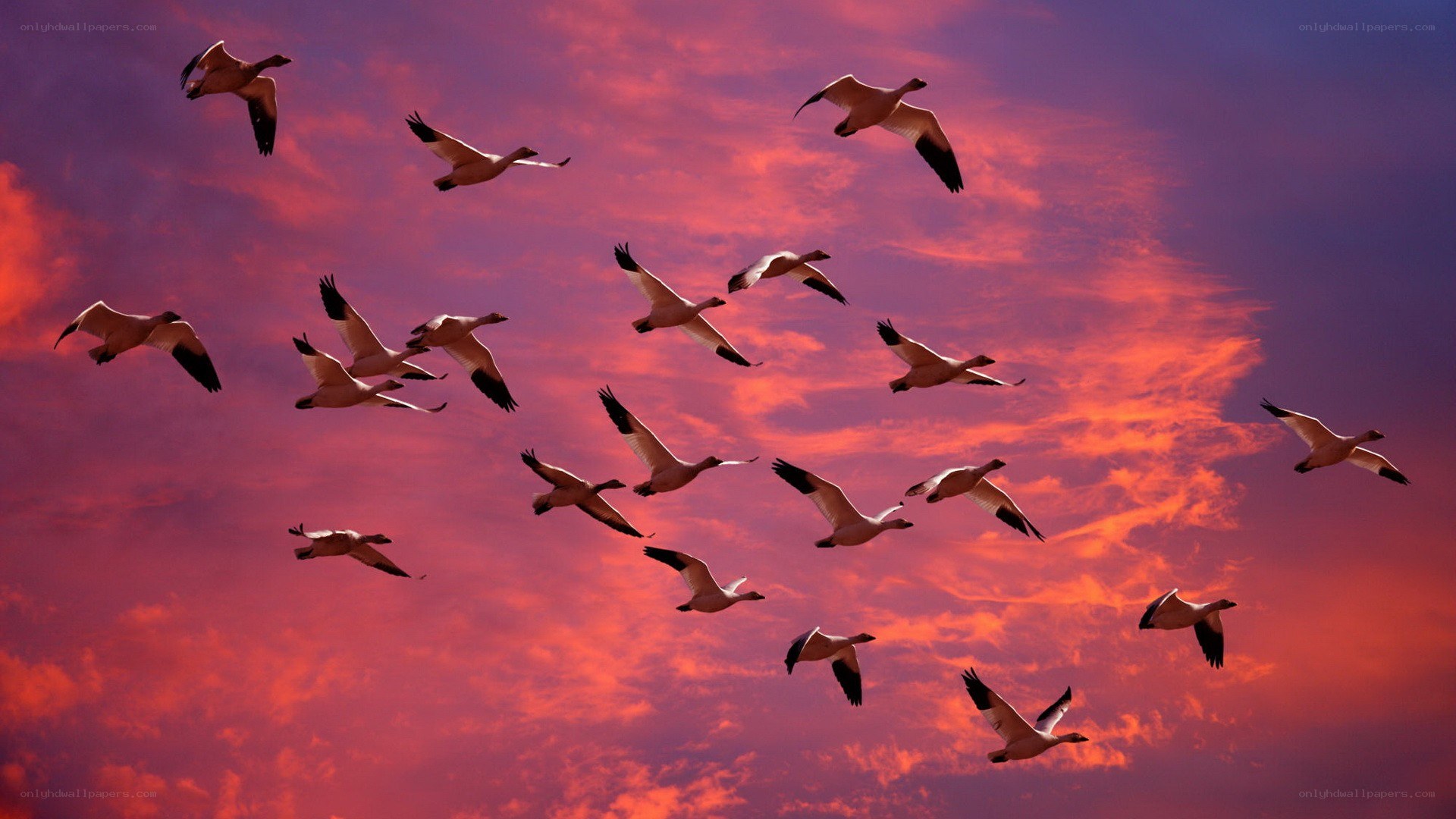 geese flying at sunset
