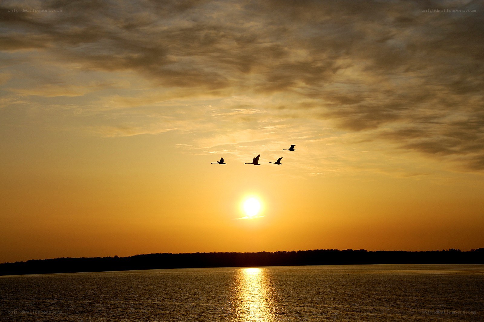 geese flying at sunset