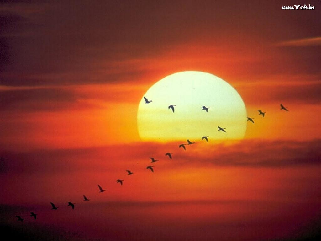 geese flying at sunset