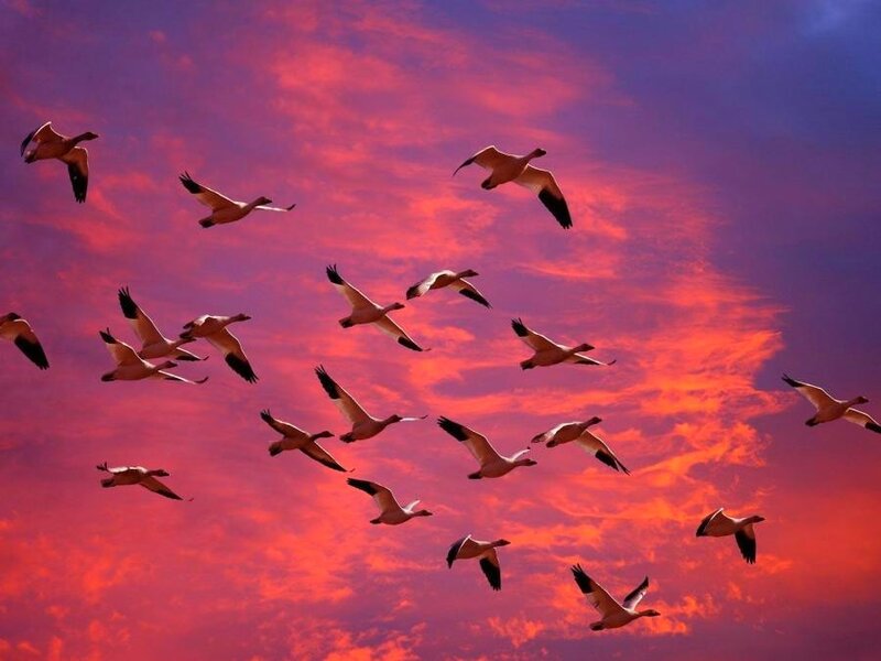 geese flying at sunset