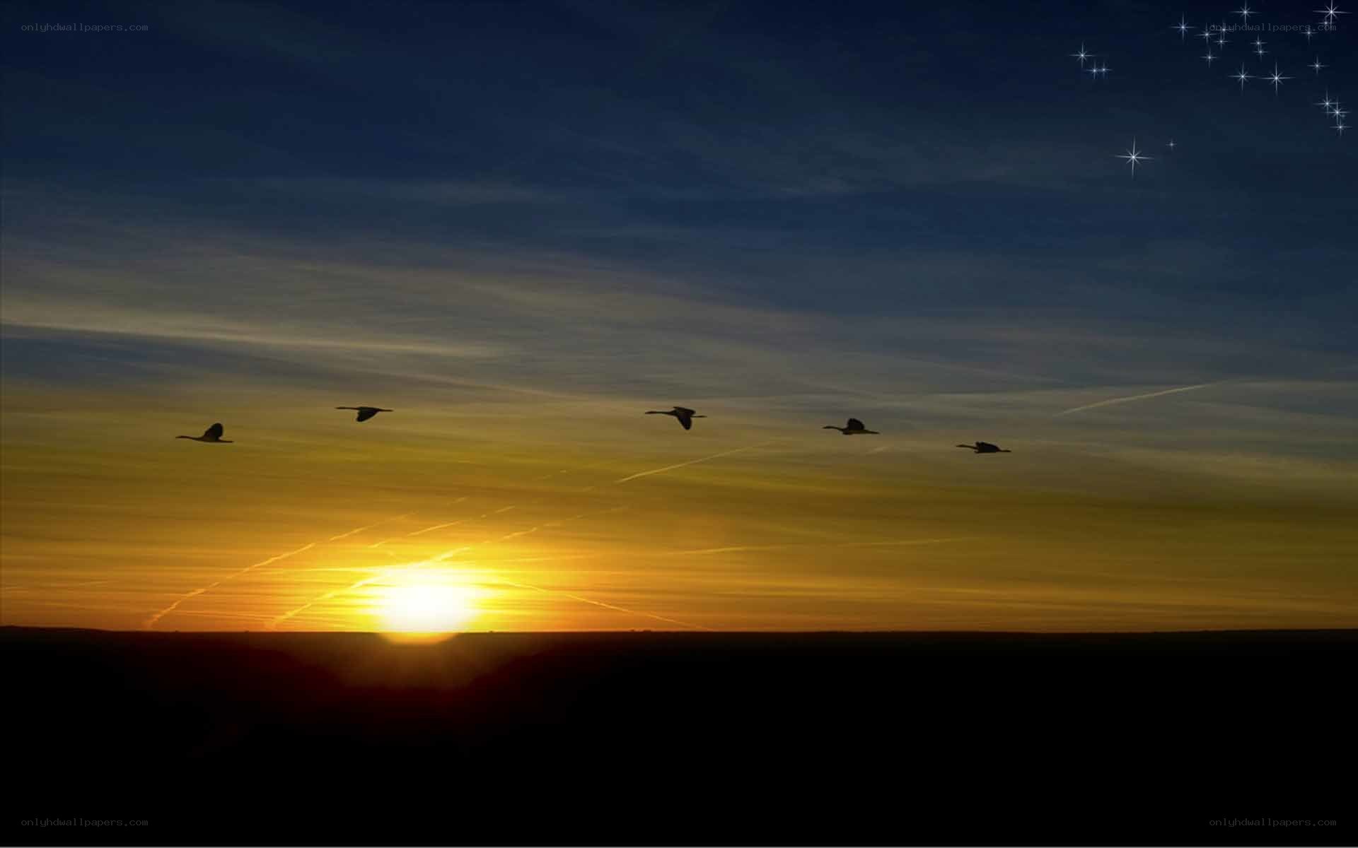 geese flying at sunset
