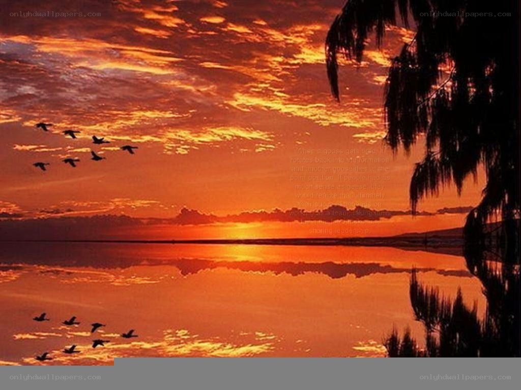 geese flying at sunset