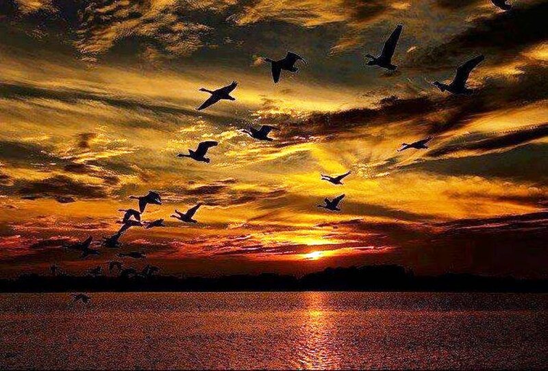 Geese Flying at Sunset — Orange, Dramatic