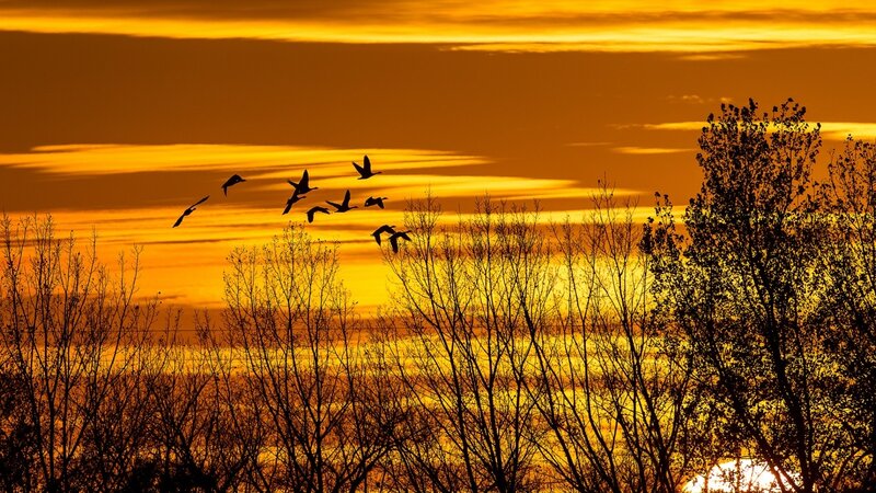 Geese Flying at Sunset — Orange, Serene, Photograph