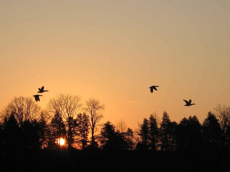 Geese Flying at Sunset — Orange, Serene