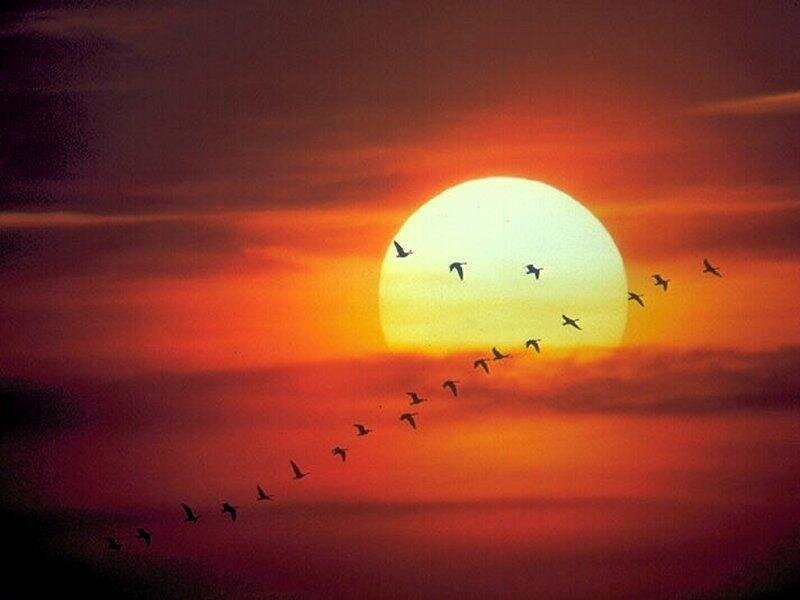 Geese Flying at Sunset — Orange