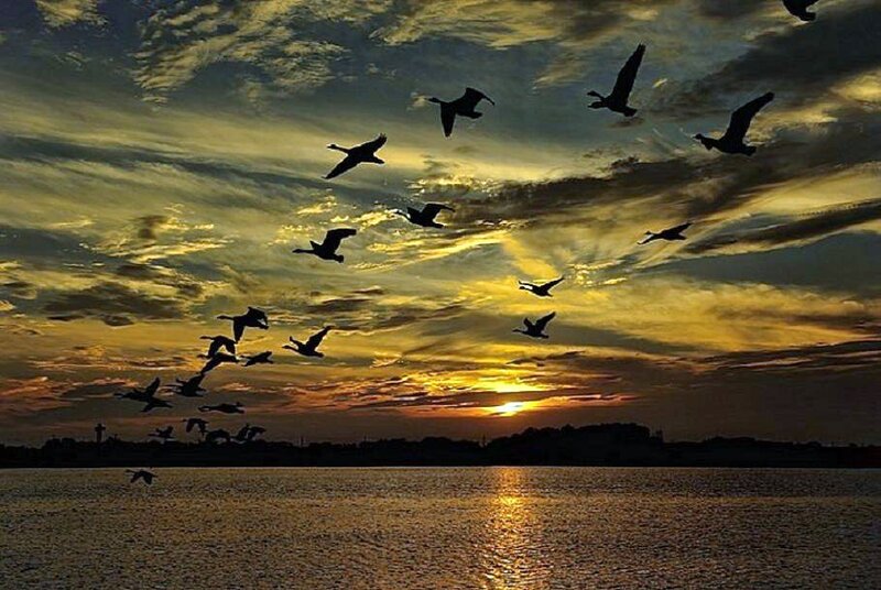 Geese flying at sunset over water